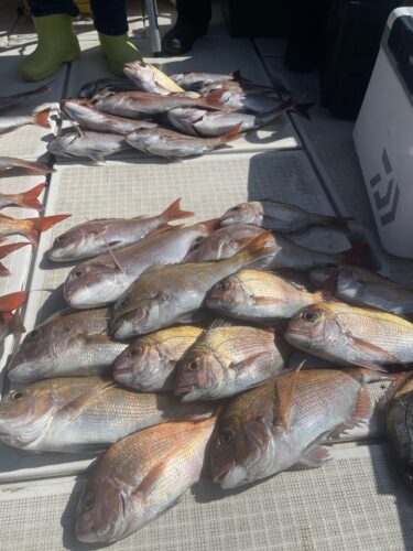 2026年　2月　出船予定表　予約